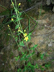Hypericum pulchrum