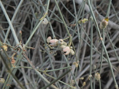 Ephedra foliata