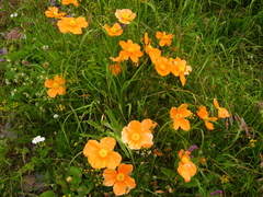 Papaver oreophilum