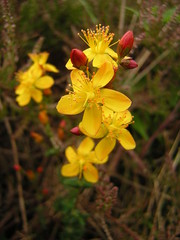 Hypericum pulchrum