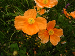 Papaver oreophilum