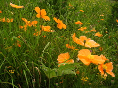 Papaver oreophilum