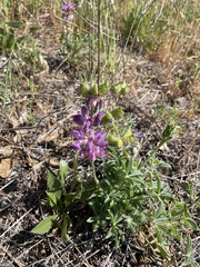 Lupinus microcarpus microcarpus