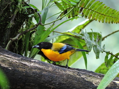 Anisognathus notabilis