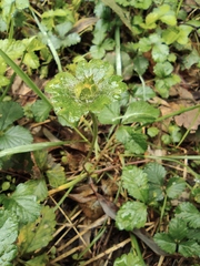 Potentilla indica