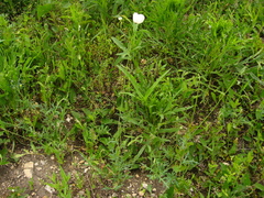 Papaver albiflorum albiflorum