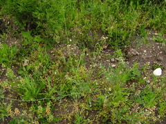 Papaver albiflorum albiflorum
