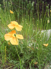Papaver oreophilum