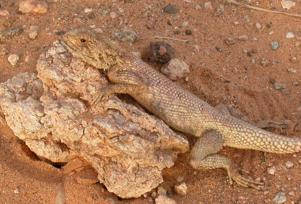 Bouet's Agama (Agama boueti)