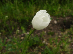 Papaver albiflorum albiflorum