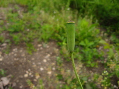 Papaver albiflorum albiflorum