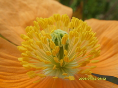 Papaver oreophilum