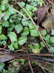 Potentilla indica