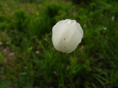 Papaver albiflorum albiflorum