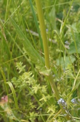 Rumex turcomanicus