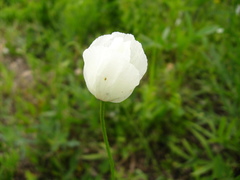Papaver albiflorum albiflorum