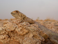 Agama boueti