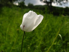 Papaver albiflorum albiflorum