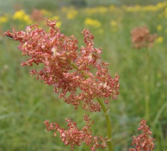 Rumex turcomanicus