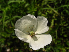 Papaver albiflorum albiflorum