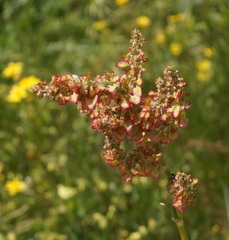 Rumex turcomanicus