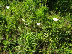 Papaver albiflorum albiflorum