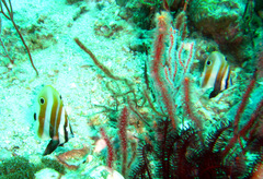 Coradion chrysozonus