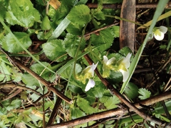 Viola diffusa