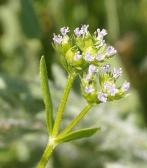 Valerianella pontica