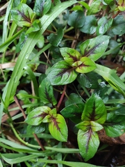 Lysimachia congestiflora
