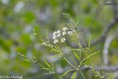 Cicuta bulbifera