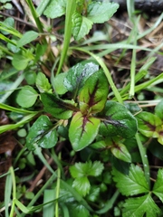 Lysimachia congestiflora