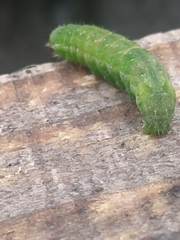 Noctuoidea