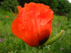 Papaver paucifoliatum