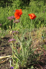Papaver paucifoliatum