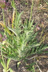 Papaver paucifoliatum