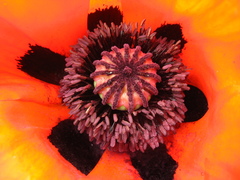 Papaver paucifoliatum
