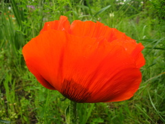 Papaver paucifoliatum