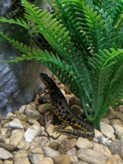 Notophthalmus meridionalis
