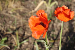Papaver paucifoliatum