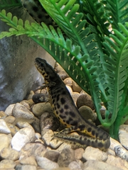Notophthalmus meridionalis