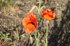 Papaver paucifoliatum