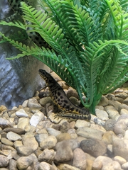 Notophthalmus meridionalis
