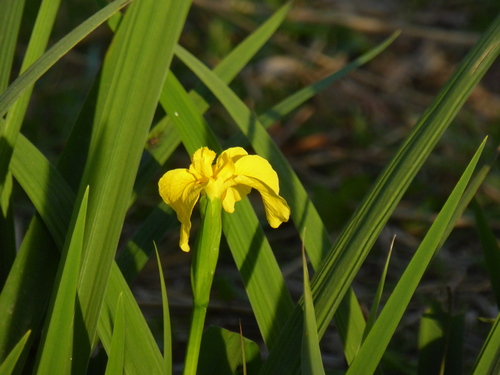 Avistamiento Lirio amarillo (Iris pseudacorus, Mezquita)