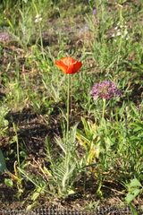 Papaver paucifoliatum
