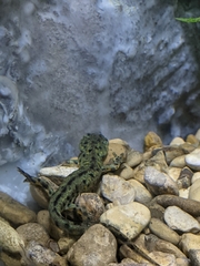 Notophthalmus meridionalis