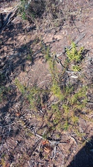 Teucrium africanum