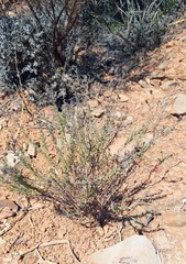 Teucrium africanum