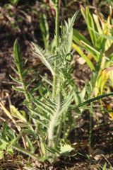 Papaver paucifoliatum