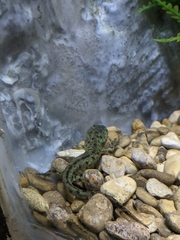Notophthalmus meridionalis